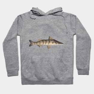 Zebra Catfish Hoodie